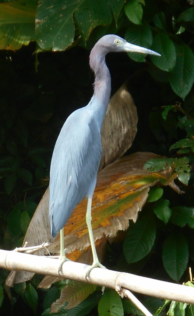 Little Blue Heron