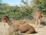 Rajasthani herders' camels