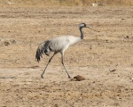 Cranes at the Wild Ass Sanctuary