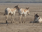 Wild Asses