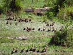 Colombia Feb2024 Birds 101_0064a (Medium).jpg