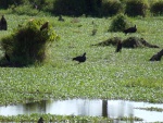 Colombia Feb2024 Birds 101_0072 (Medium).JPG