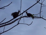 Colombia Feb2024 Birds 101_0081 (Medium).JPG