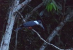 Colombia Feb2024 Birds 101_0084a (Medium).jpg