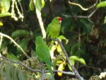 Colombia Feb2024 Birds 101_0096 (Medium).JPG