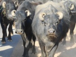 Buffalo blocking the road