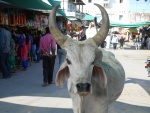 DSCN6528.JPG