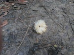 Panama-Mexico 2017 IMG_20170219_084224 (Medium).jpg