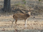 Spotted deer Spotted deer