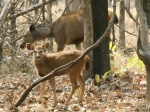 Sambar