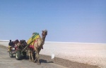 Camel cart at the White Desert Camel cart at the White Desert
