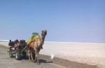 Camel cart at the White Desert