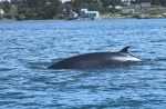 minke (Medium).jpg