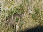 DSCN7408.JPG