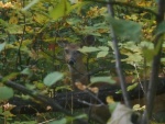 DSCN7487.JPG
