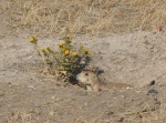 DSCN7323a.jpg