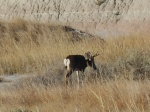 DSCN7357a.jpg