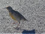 DSCN7382.JPG