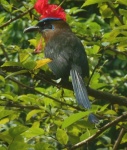 Blue Crowned Motmot