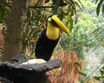 Chestnut Mandibled Toucan