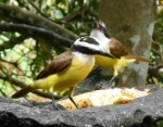 Great Kiskadee