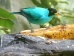 Green Honeycreeper 2