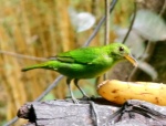 Green Honeycreeper 1