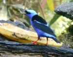 Red-legged Honeycreeper