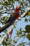 Scarlet Macaw