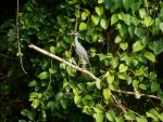 Yellow Crowned Night Heron