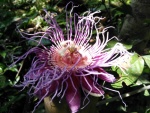 Passion Fruit Flower