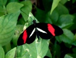 Butterfly 2