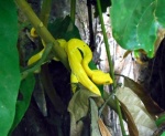 Eyelash Viper