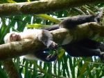 Capuchin sleeping
