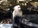 Capuchin at Manuel Antonio