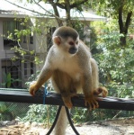 Squirrel Monkey 1