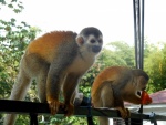 Squirrel Monkey 2