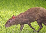 Agouti