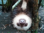 Sloth 2