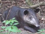 Tapir