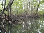 Mangroves on the Sierpe River
