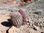 barrel cactus (Large).jpg barrel cactus (Large).jpg