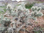Cactus varities (Large).jpg