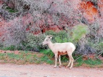 desert big horn sheep1 (Large).jpg
