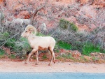 desert big horn sheep2 (Large).jpg desert big horn sheep2 (Large).jpg