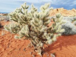Desert cactus (Large).jpg