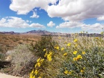 Lake Mead wildflowers (Large).jpg Lake Mead wildflowers (Large).jpg