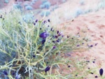 wildflowers1 (Large).jpg