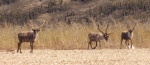 caribou3a.jpg