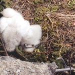 eaglets.jpg